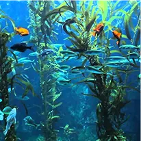 Green Coffee Bean Extract